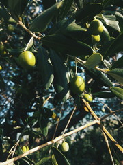 Macto nature flowers. Unsusal bright colors. Summer beautiful plants