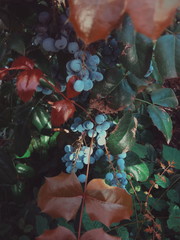 Macto nature flowers. Unsusal bright colors. Summer beautiful plants