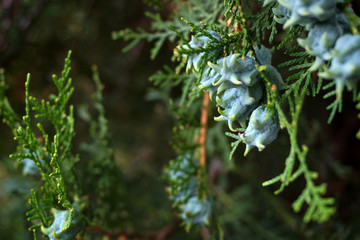 Macto nature flowers. Unsusal bright colors. Summer beautiful plants