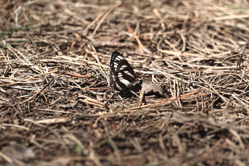 Many pieridae butterflies gathering water on floor. papilio machaon