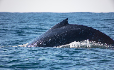 Fototapeta premium whale out of water