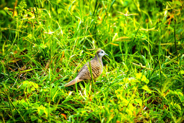Zebra Dove stood his ground and looked forward with hope to find food