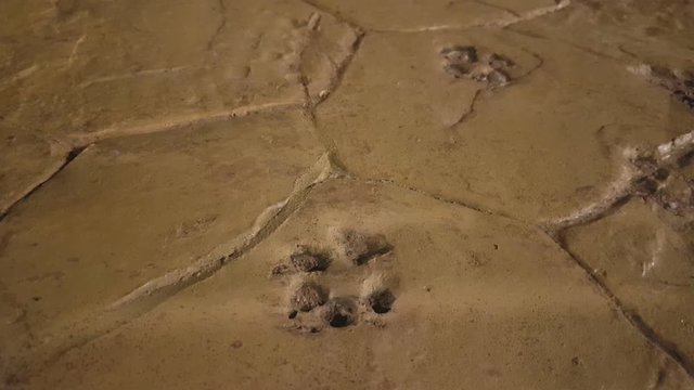 Dog footprints in stone pavement on Spanish street