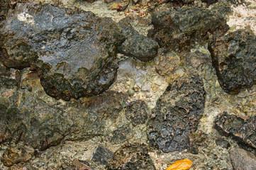 Texture of wet rocks on the seabed at low tide.