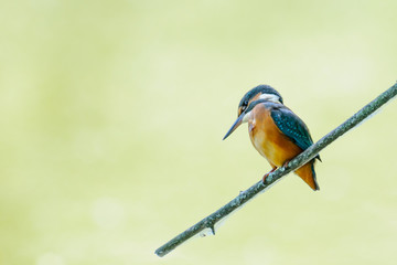 Kingfisher Alcedo Atthis, female  sitting on a  twig. Above water surface.