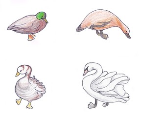 Set of domestic ducks and a swan. Watercolor illustration on white background