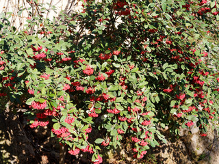 Cotoneaster lacteus - Late cotoneaster or milkflower cotoneaster with bright red spheric fruits or berries in winter and dark green leaves above, beige below