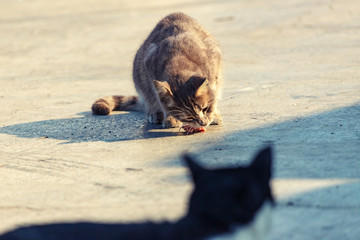 1 harbor cat eats, 1 harbor cat watchs, Istanbul, Turkey