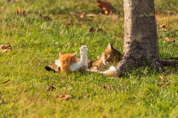 2 young colored cats playing on a grass, Istanbul, Turkey
