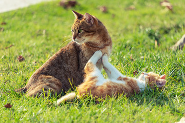 2 young colored cats playing on a grass, Istanbul, Turkey