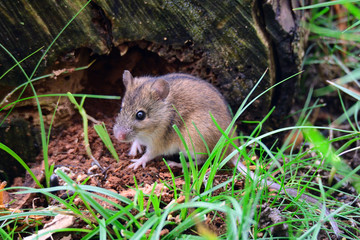 Brandmaus (Apodemus agrarius)	