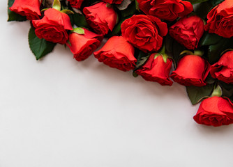 Red roses on white background