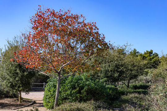 Tree with golden autumn foliage against a background of green bushes and a blue sky