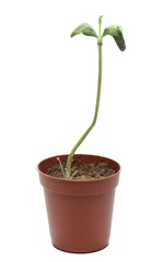 Germinate seed muscat squash isolated on white