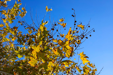 Branches of a plane tree tree with yellow autumn foliage and seeds close up on a background of blue sky