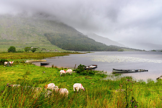 Sheeps grazing on field at The Black Valley, Lough Gummeenduff Valley, Derrygarriv Co. Kerry, Ireland