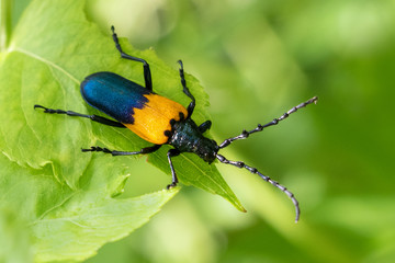 Beautiful blue and yellow elderberry borer insect close up