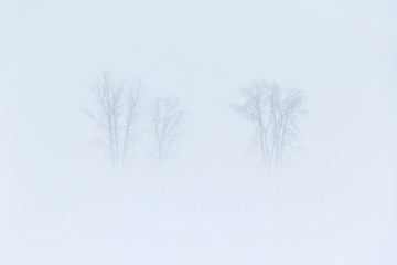Trees silhouette in white fog and snow