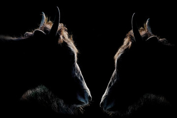 Confrontation between two goats showing silhouette with rim of light in dark surroundings