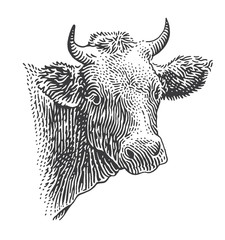 Cow head engraving style illustration. Vector. 