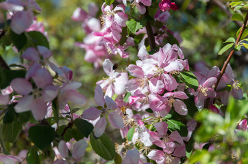 Beautiful pink flowers on a clear blue day being pollinated by bees