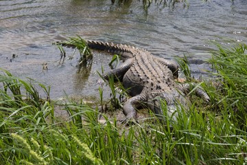 Wildlife Refuge Alligator