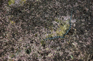 Obraz na płótnie Canvas A poisonous snake crawls on the stone. Striped sea krait (Laticauda colubrina). The snake is able to disguise itself well.