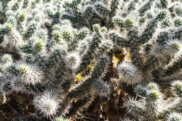 Teddy-bear cholla (Cylindropuntia bigelovii) at Cholla Cactus Garden at Joshua Tree National Park,...