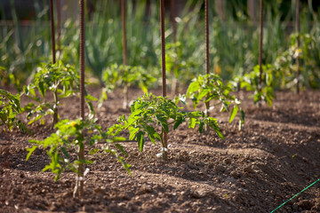 Jardin potager sous le soleil d'été.