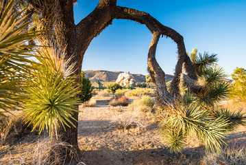 Obraz premium landscape in Joshua Tree National Park, California, USA on summer day evening light. Closeup of a Joshua Tree (Yucca Brevifolia) branch