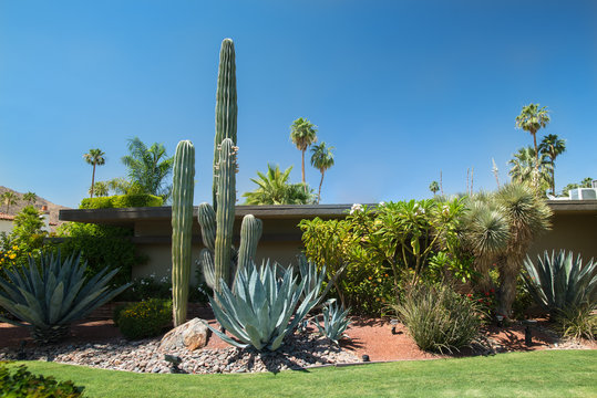 Garden architecture landscape in desert cities. Saguaro (Carnegiea gigantea) cactus and other succulent plants and Californian palm trees around a secluded house in Palm Springs, California, USA.