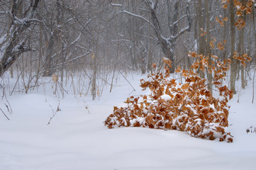 forest in winter