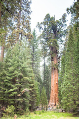 Fototapeta premium General Sherman, world largest tree (by volume) - very old giant sequoia (Sequoiadendron Giganteum) in Giant Forest Grove, Sequoia National Park, California, USA