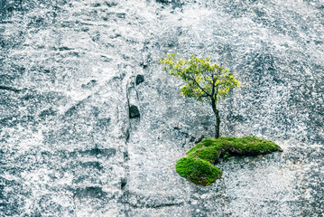 Happy Earth Day, ecology, clean environment concepts. Abstract background - fresh green tree detail...