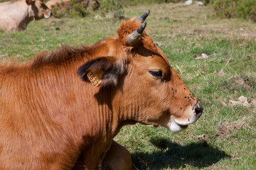 Fototapeta premium Vacuno