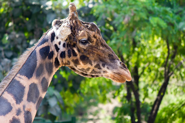Giraffe
