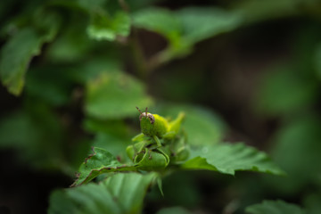 green grasshopper on leaf