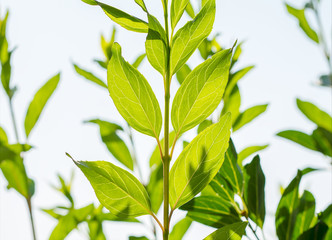 Forsythienzweig im Gegenlicht
