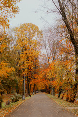 Patch in Park at Autumn Sunset