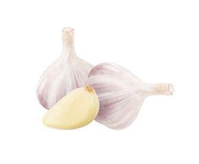 Obraz premium Garlic isolated on white background with clipping path