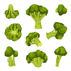 Broccoli Vector Set. Vegetable from Different Perspective Collection