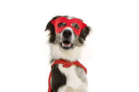 fhappy border collie dog carnival, halloween party dressed as a super hero with red cape and mask. isolated on white background.