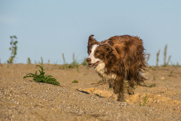 Photo of border collie who is running in desert. Amazing autumn photo workshop.