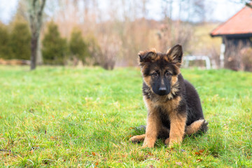 A puppy sitting in the grass outside