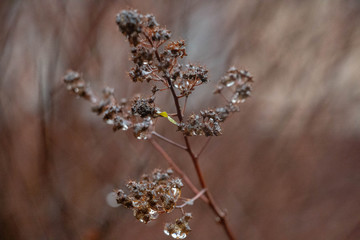 Yellow dry grass field. Golden summer grass background.