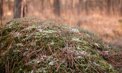 Moss-covered stone.  Natural moss on stones in winter forest. Bright green moss Background textured in nature.