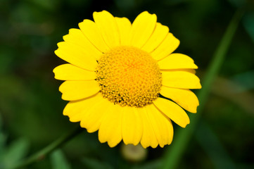 Single yellow flower 