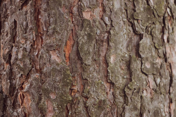 Old bark macro