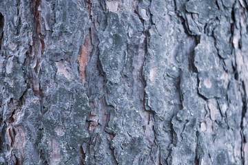 Old bark macro