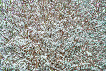 Winter, snow on the branches of a tree, patterns